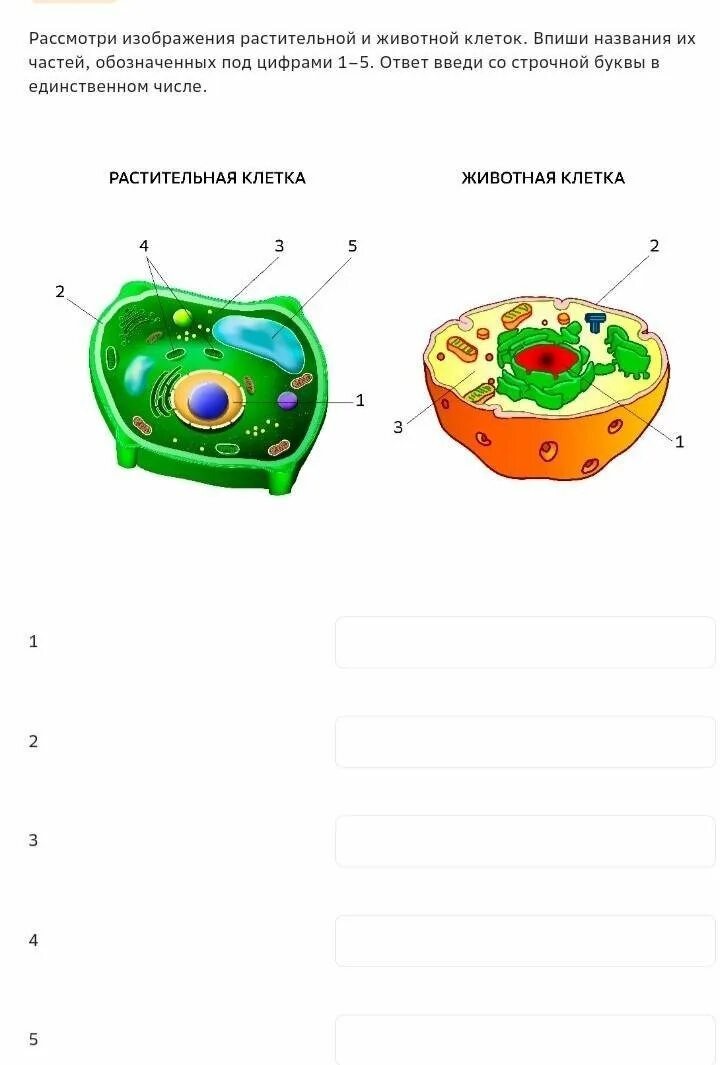 Растительная и животная клетка. Рассмотрите рисунок растительной клетки. Обозначьте части клетки. Название частей животной клетки.