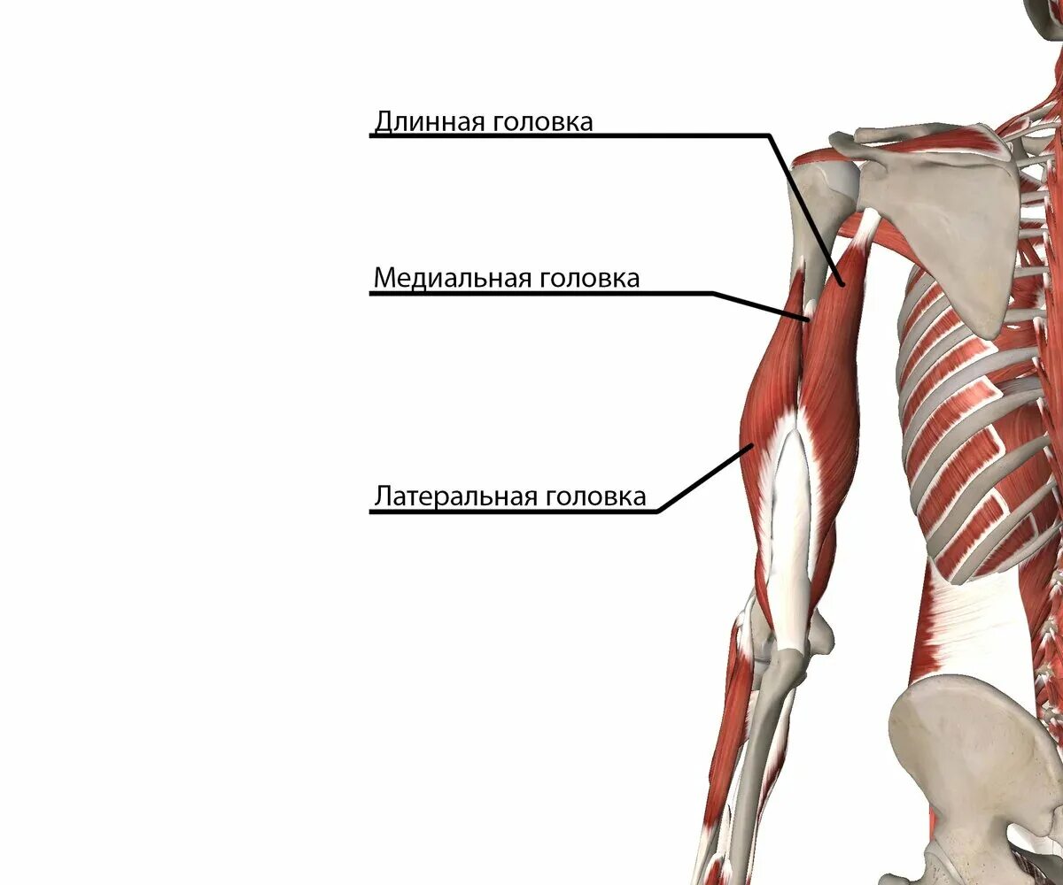 Трицепс мышца. Трехглавая мышца плеча анатомия. Трицепс плеча медиальная головка. Длинная головка трехглавой мышцы. Трицепс анатомия плечевая мышца.