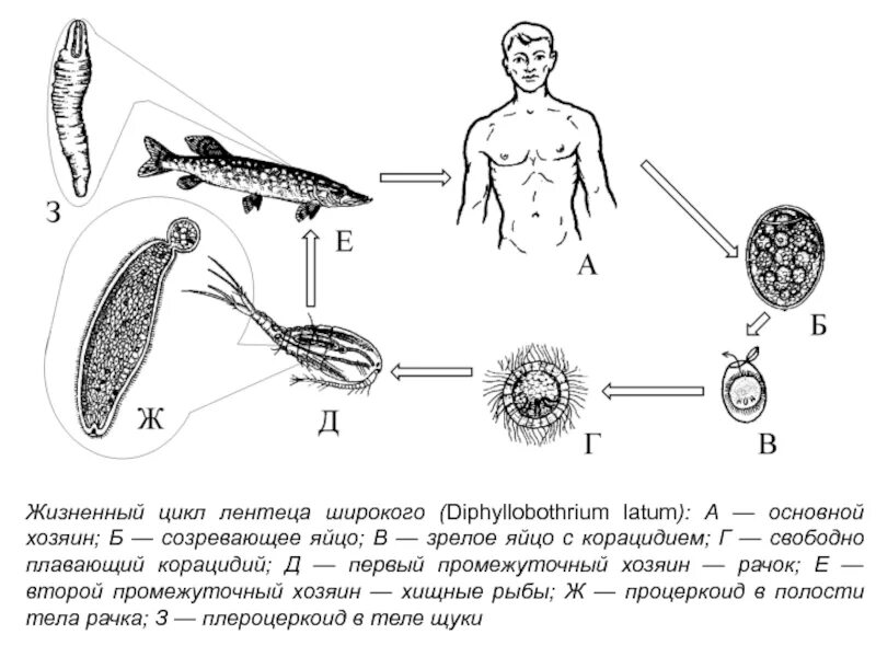 Жизненный цикл широкого лентеца. Жизненный цикл широкого лентеца схема. Широкий жизненный цикл широкий лентец. Широкий лентец жизненный цикл схема.