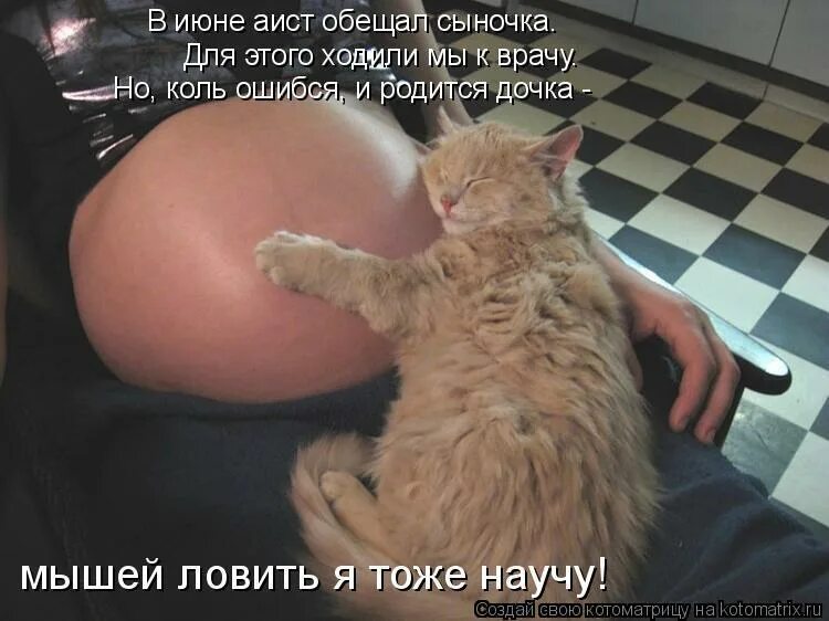 Кошка ложится на живот женщине. Пузико кота. живот кота смешные.