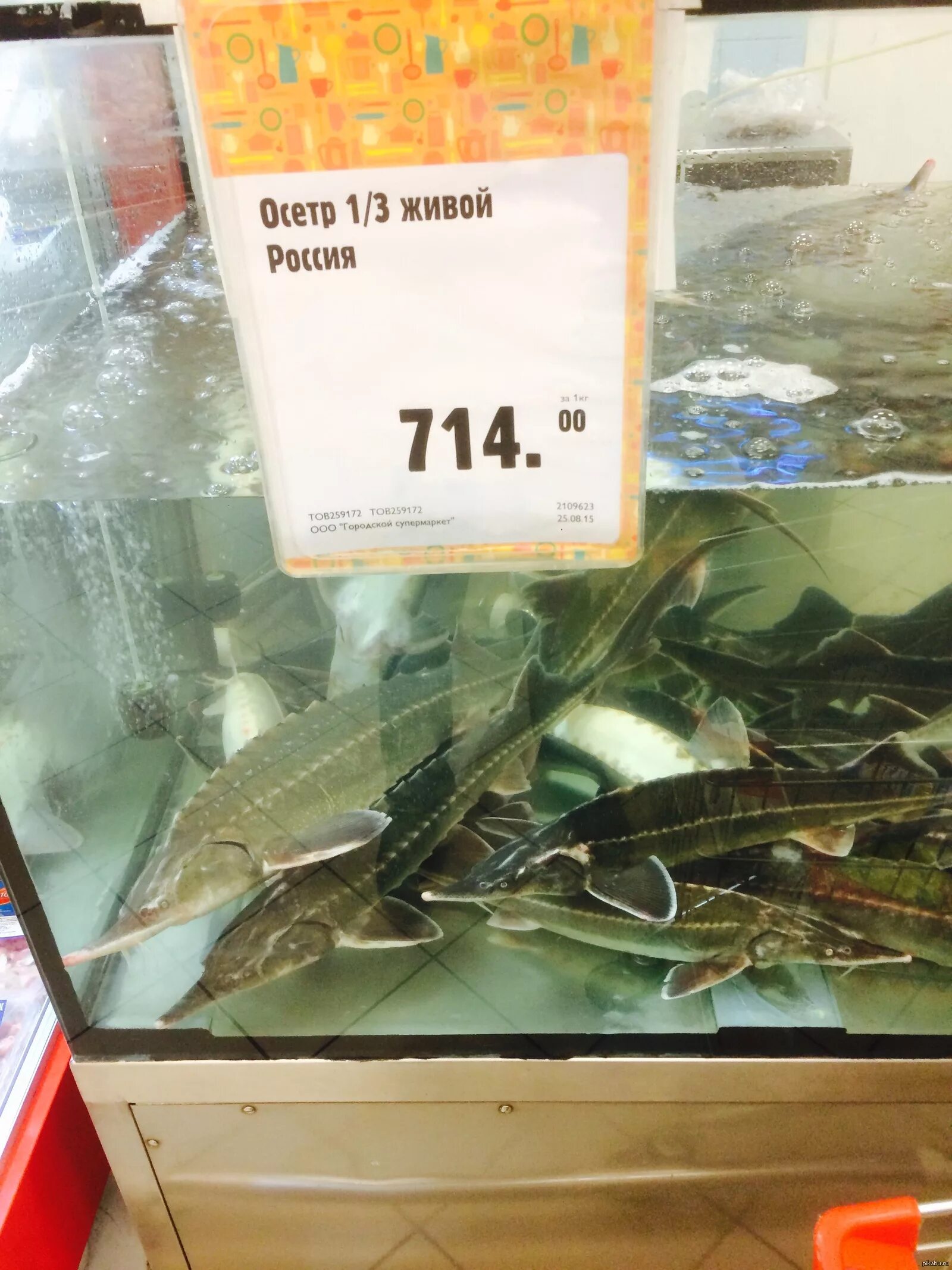 Продается живая рыба. Живая рыба в магазине. Живая рыба в Ашане. Живая рыба в окее. Живой осетр в магазине.