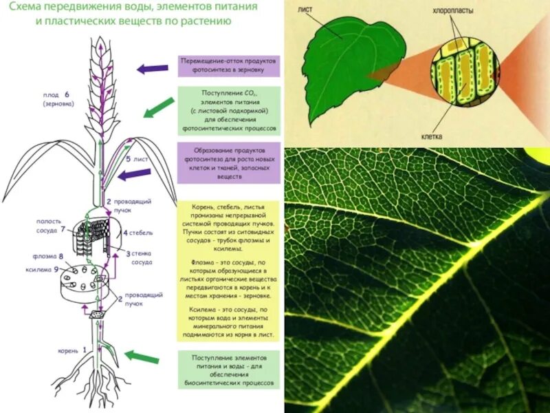 Корень образует листья. Схема передвижения питательных веществ по растению. Передвижение воды и питательных веществ в растении схема. Транспорт растений. Транспорт воды в растении.