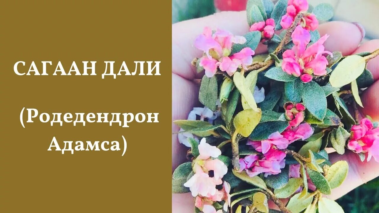 Сагаан дали песня. Сагаан дали. Чай сагаан дали. Сагаан дали песня. Чай сагаан дали.