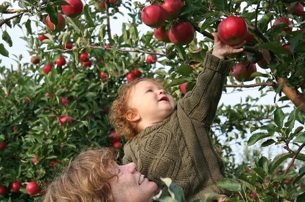 Плоды жизни дети. Фруктовые деревья для сада. Сбор урожая. Сбор фруктов. Сбор яблок в саду.