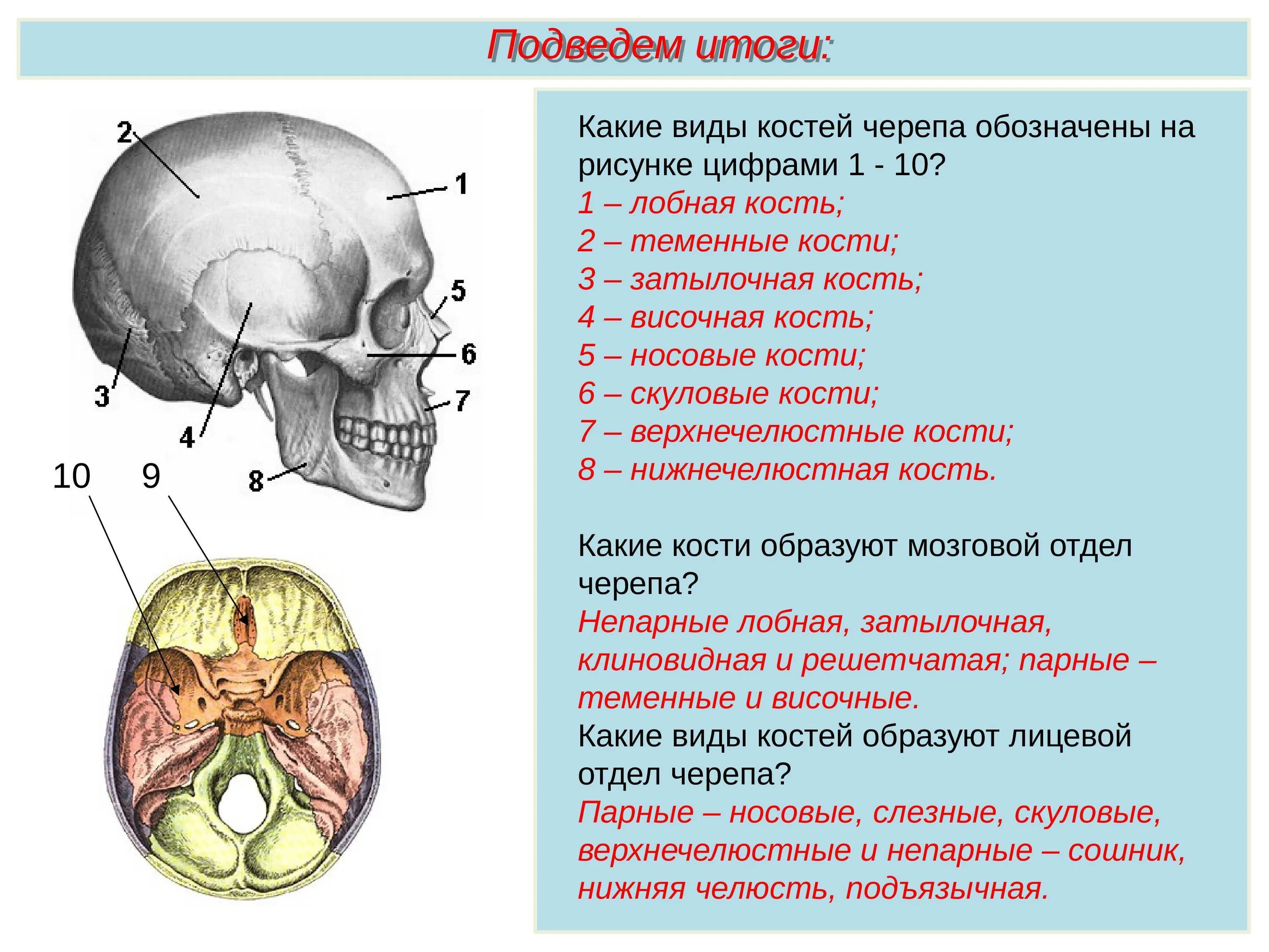 Теменная кость неподвижная. Строение кости черепа человека. Строение черепа вид сбоку. Скелет головы череп Тип соединения.