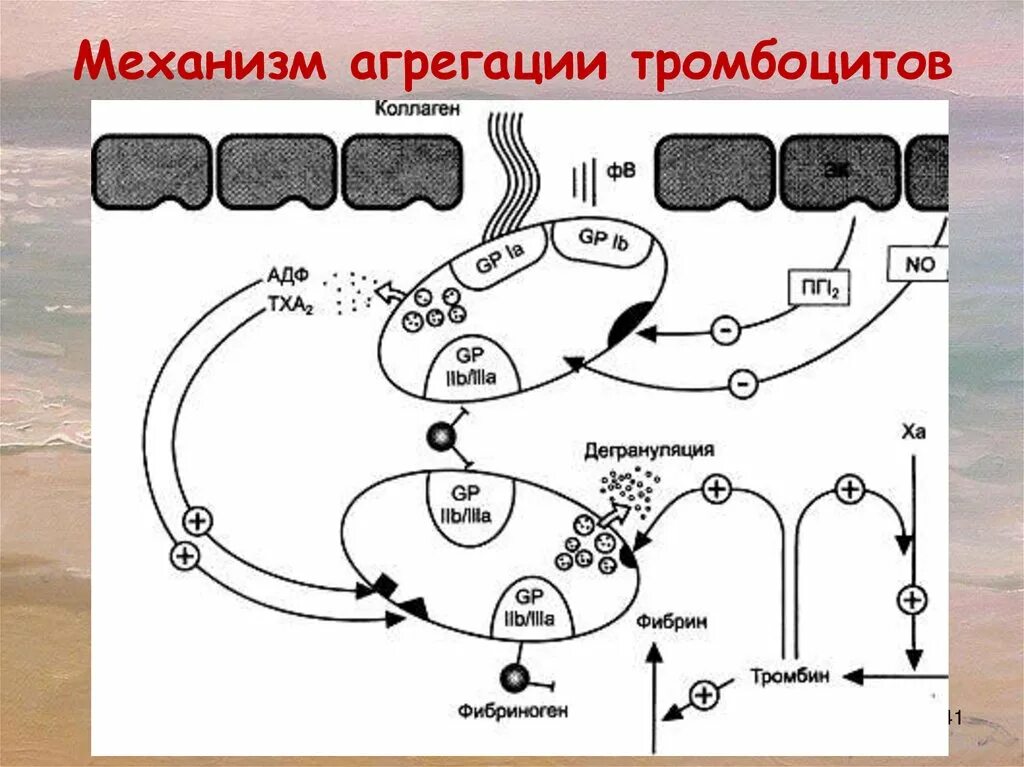 Коллаген агрегация. Механизмы адгезии и агрегации тромбоцитов.. Агрегация тромбоцитов схема. Механизм агрегации тромбоцитов. Агрегация тромбоцитов с коллагеном.