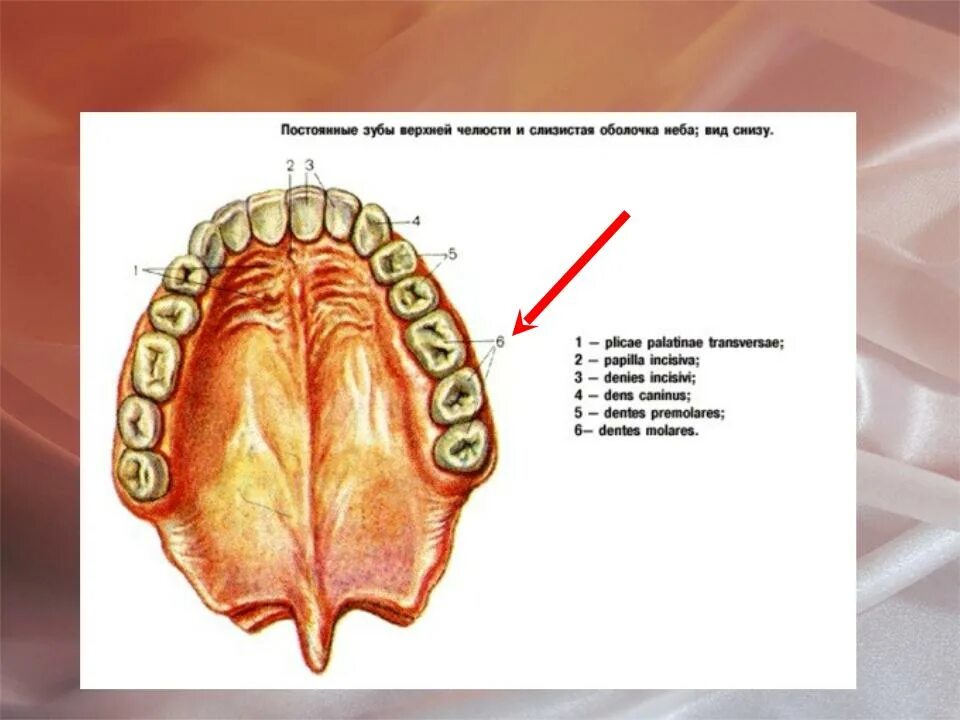 Постоянные зубы верхней челюсти и слизистая оболочка неба вид снизу. Нёбо анатомия верхней челюсти. Строение неба верхней челюсти. Постоянные зубы верхней челюсти. Зубы болят и сверху и снизу