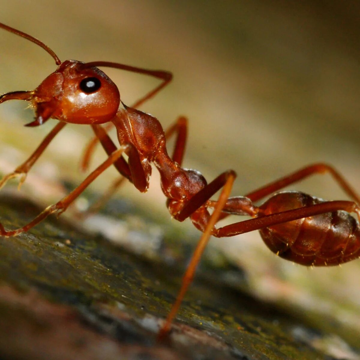 Рыжий муравей питание. Муравей тонкоголовый. Обыкновенный тонкоголовый муравей. Рыжие муравьи. Красные муравьи.