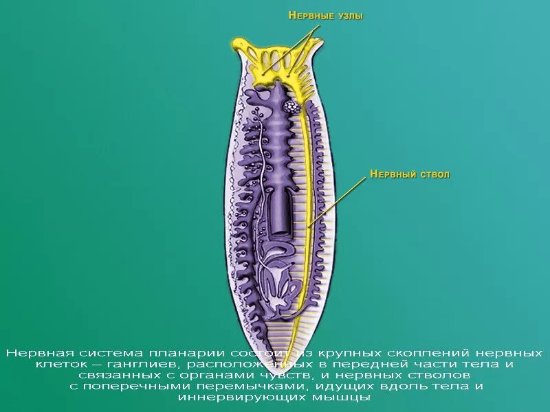 Червей стволы. Класс Ресничные черви нервная система. Нервная система плоских червей. Ресничный червь нервная система. Плоские черви строение нервной системы.
