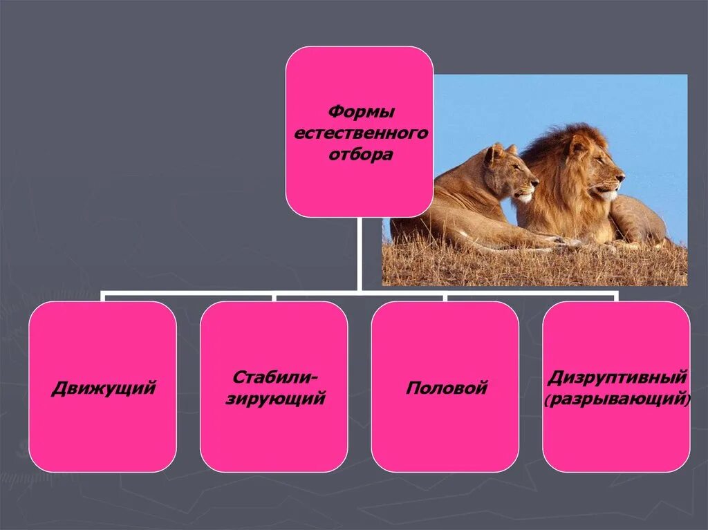 Условия среды изменяются какой отбор. Формы естественного отбора Дарвина. Дарвин естественный отбор урок 9 класс. Формы естественного отбора половой. Форма отбора по биологии.