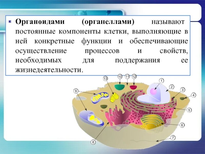 Функции составляющих клетки. Компоненты клетки. Постоянные компоненты клетки. Органоиды клетки. Органеллы клетки.