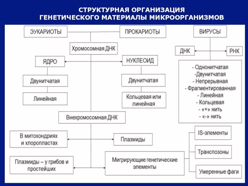 Организация наследственного материала. Организация генетического материала. Структурная организация генетического материала. Структурная организация микроорганизмов. Структурная организация наследственного материала.