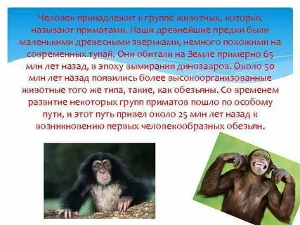 Приматами называют