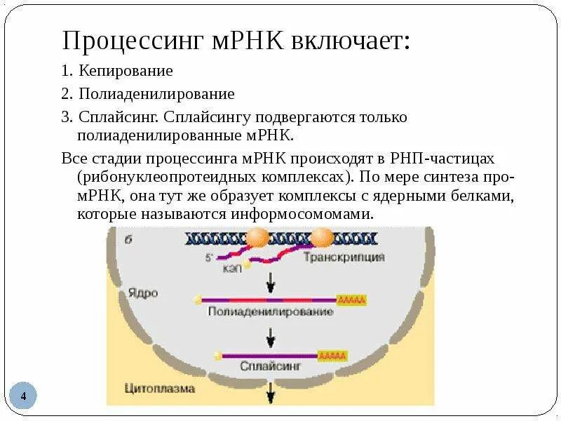 Процесс созревание рнк. Этапы процессинга РНК У эукариот. Созревание РНК процессинг и сплайсинг. Созревание процессинг РНК. Этапы созревания (процессинг) ИРНК: сплайсинг, модификация..