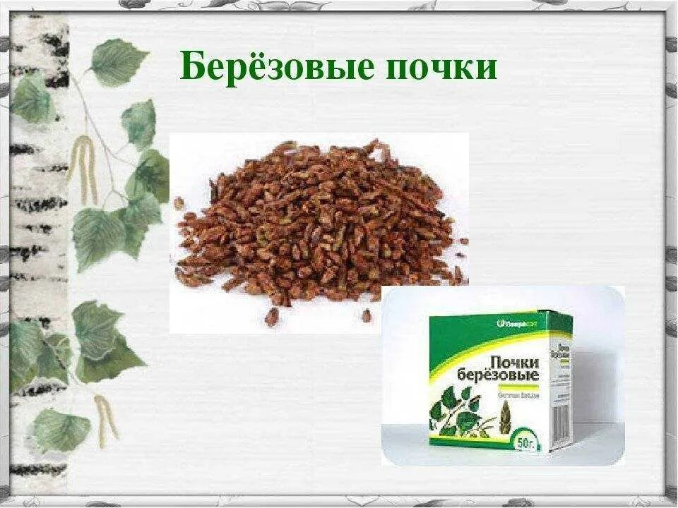 Лечение березовыми почками