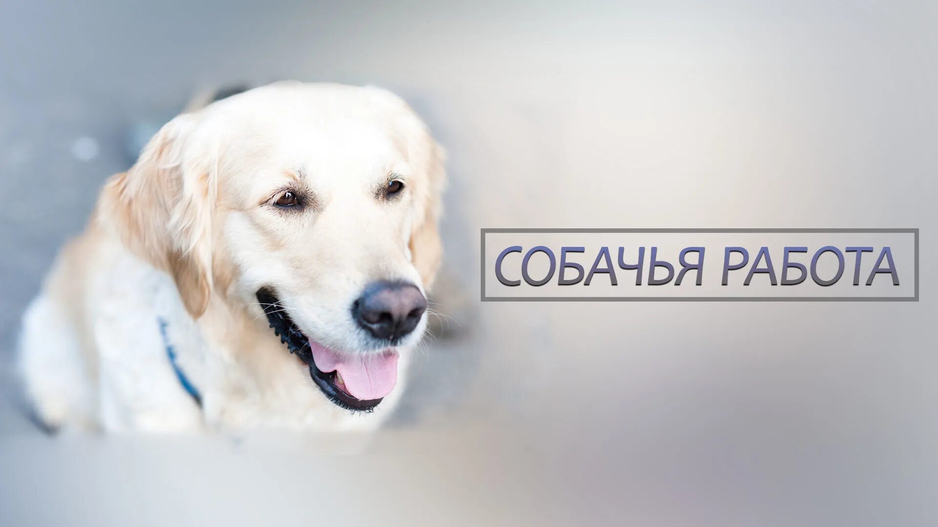 Работа москва собаки