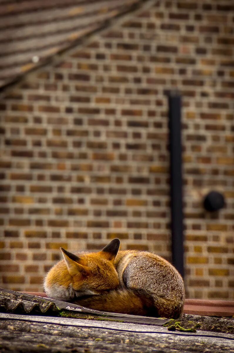 Спи фокс. Лиса на крыше. спит на фоксе. слипи фокс. fox on roof.