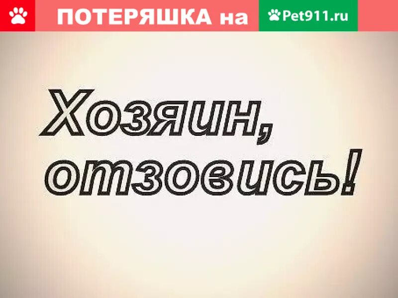 Срочно нужен хозяин. Собака ищет дом. Собака ищет дом. Срочно ищем хозяев. Нижняя ищет хозяина.