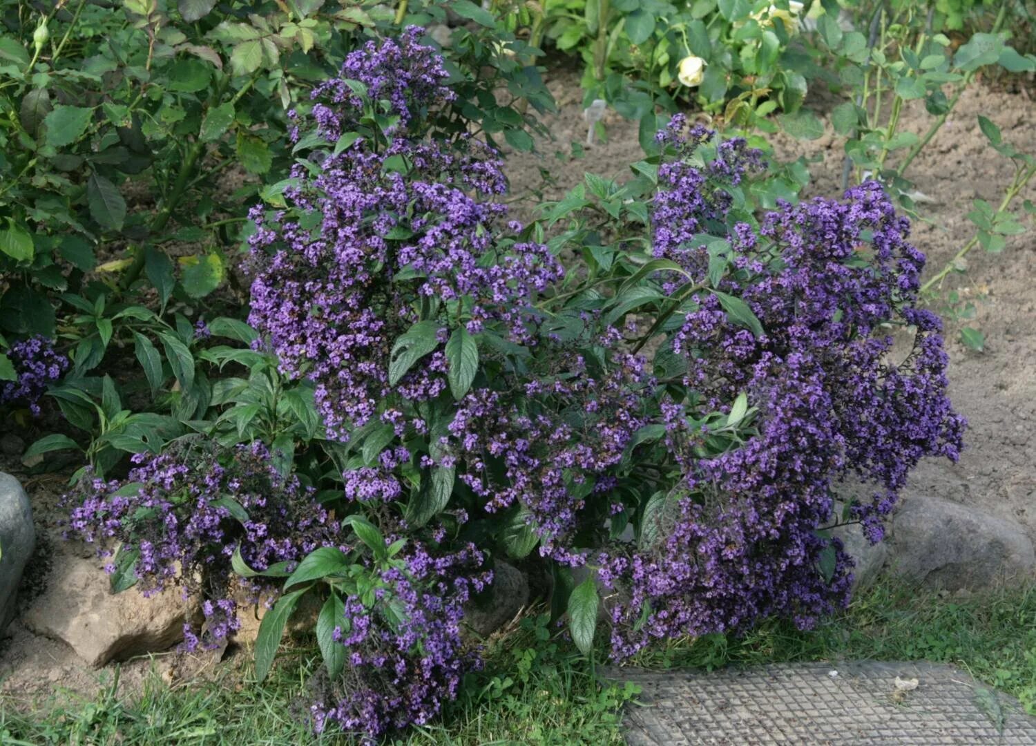 Цветы гемотроп морской брис. Гелиотроп морской бриз рассада. Гелиотроп морской бриз. Гелиотроп морской. Гелиотроп цветок морской бриз.