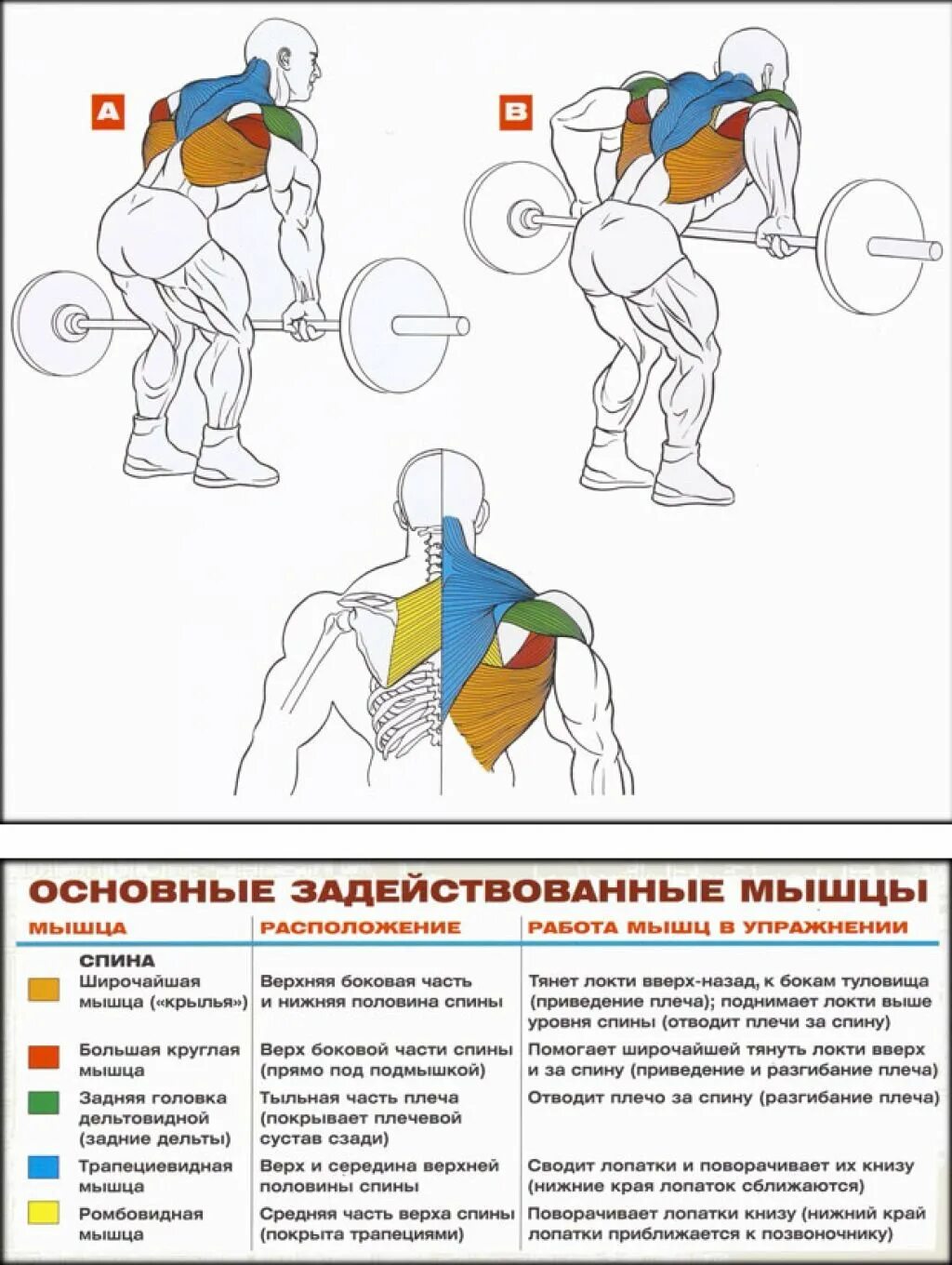 Прокачка мышц спины. Прокачка широчайших мышц спины. Упражнения для широчайших мышц в тренажерном зале. Накачать широчайшие мышцы спины штангой.