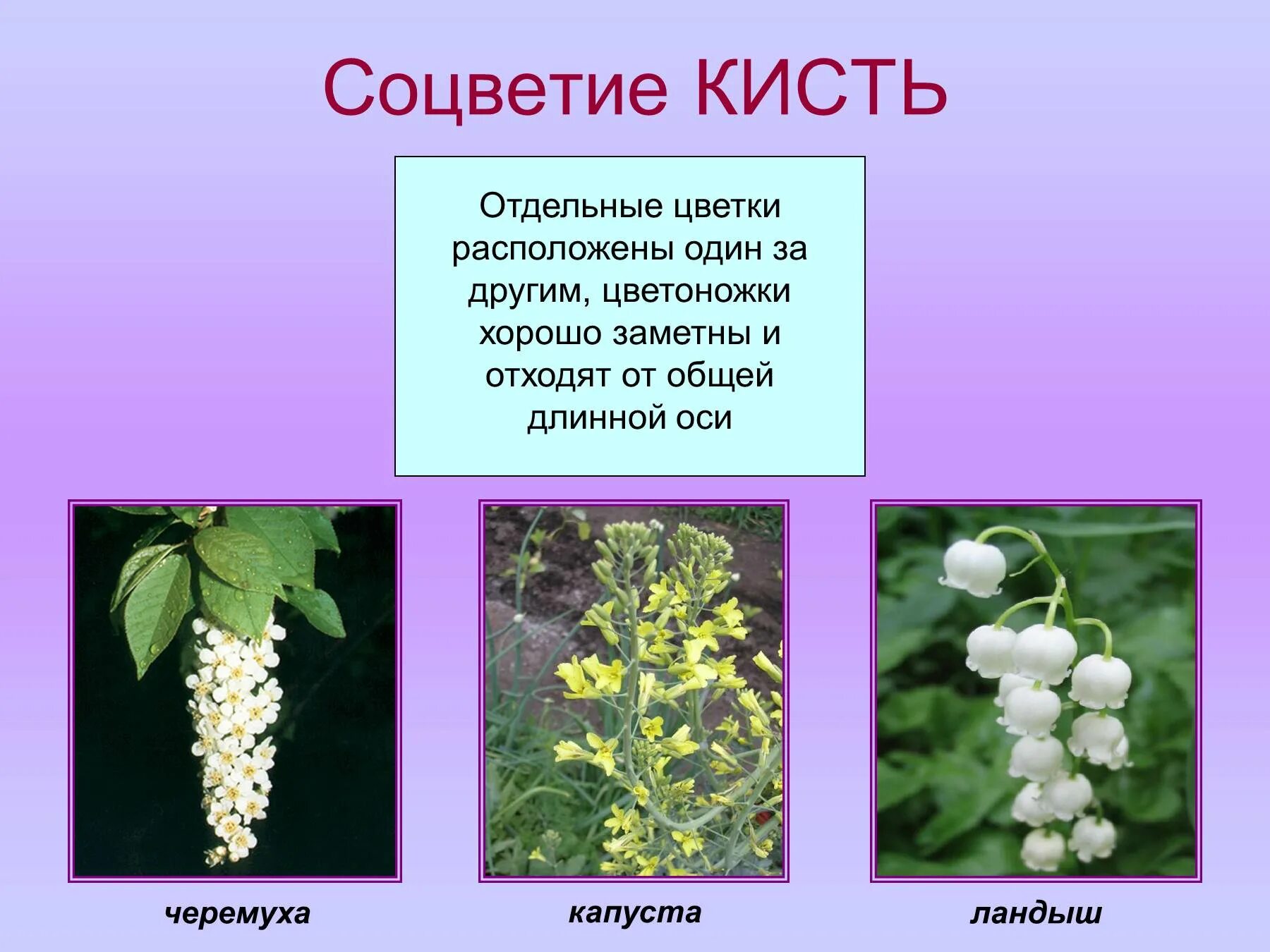 Сирень строение соцветия. Соцветия метелка зонтик колос. Простое соцветие кисть. Схема соцветия сложный щиток. Растения с соцветием метелка.