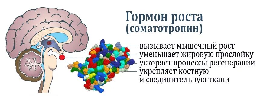 Соматотропин можно. Орган вырабатывающий гормон роста. Гормон роста соматропин. Гормон соматропин что вырабатывает. Влияние гормонов на рост.