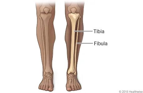 Lower leg