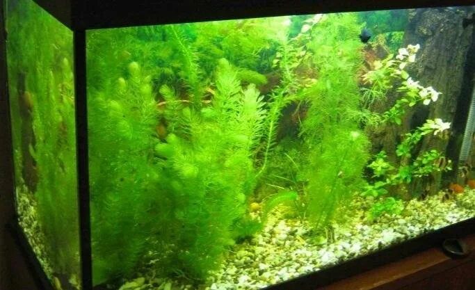 Как посадить водоросли в аквариуме