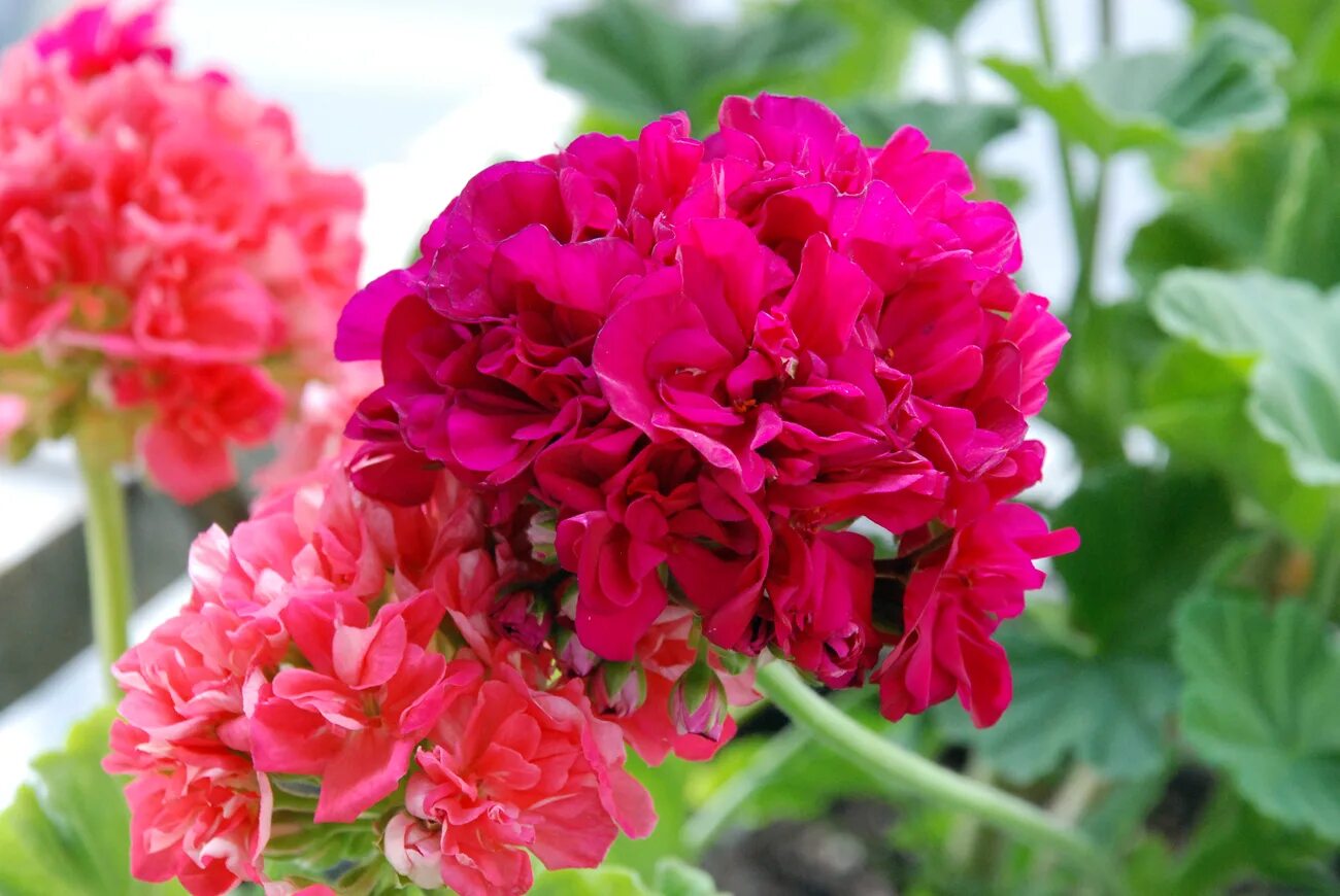 пеларгония плющелистная pink. Jagershus borre пеларгония. пеларгония плющелистная pink chart. Princess sakura пеларгония. сангрия пеларгония.