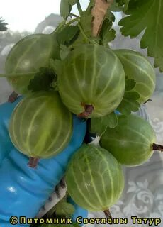 Крыжовник уральский изумруд
