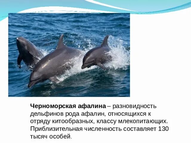 Разновидности дельфинов. Породы дельфинов в черном море. Черноморские дельфины разновидности. В ды дельфинов Черноморские. Дельфин относится к группе животных
