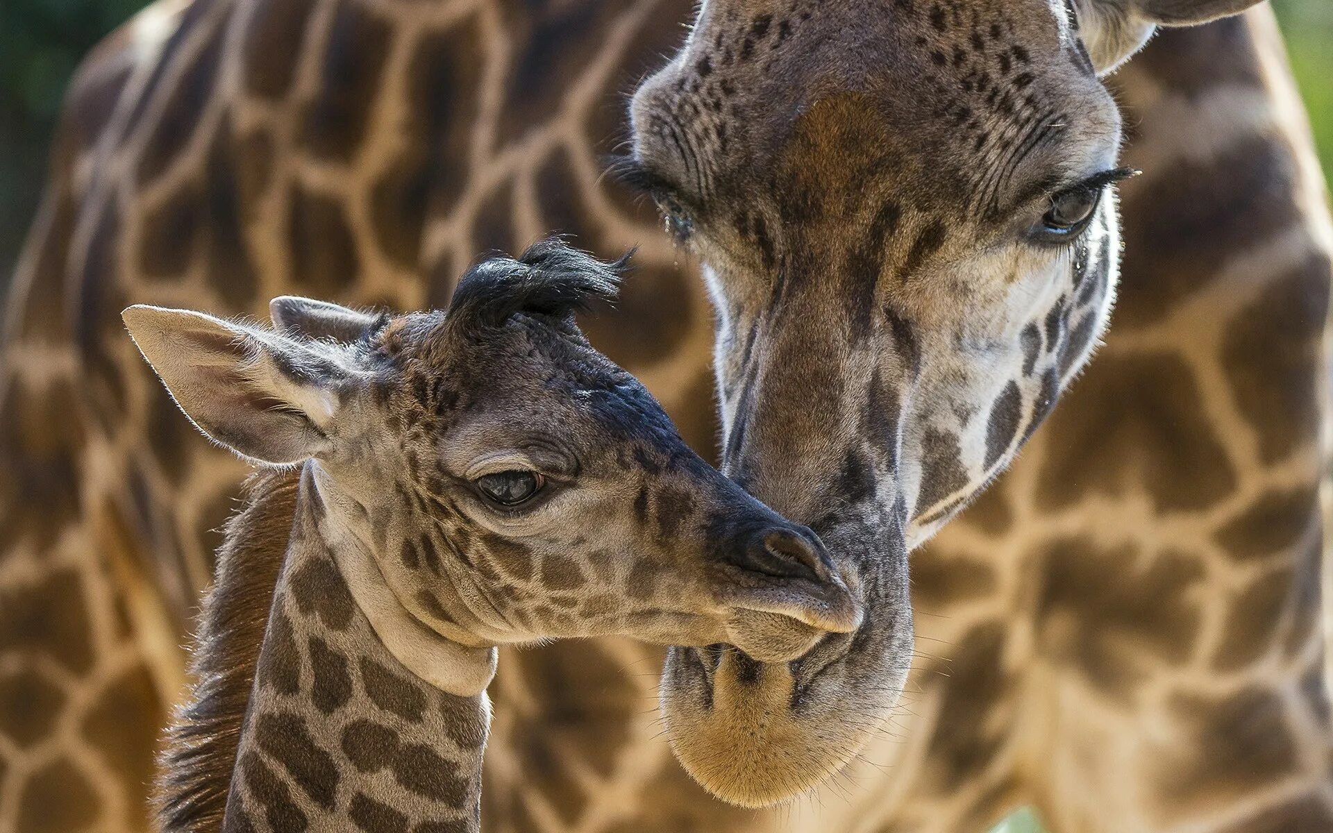 Сколько всего детенышей жирафа родилось за два. Жираф это млекопитающее. Жираф жирафиха Жирафенок. Детеныши животных. Жираф в дикой природе.