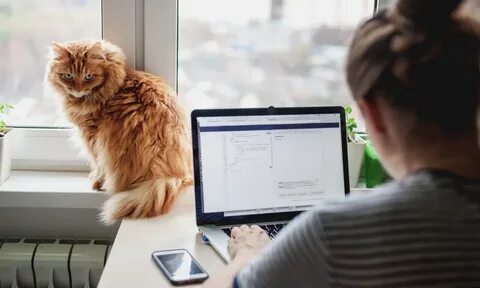 Cat jobs