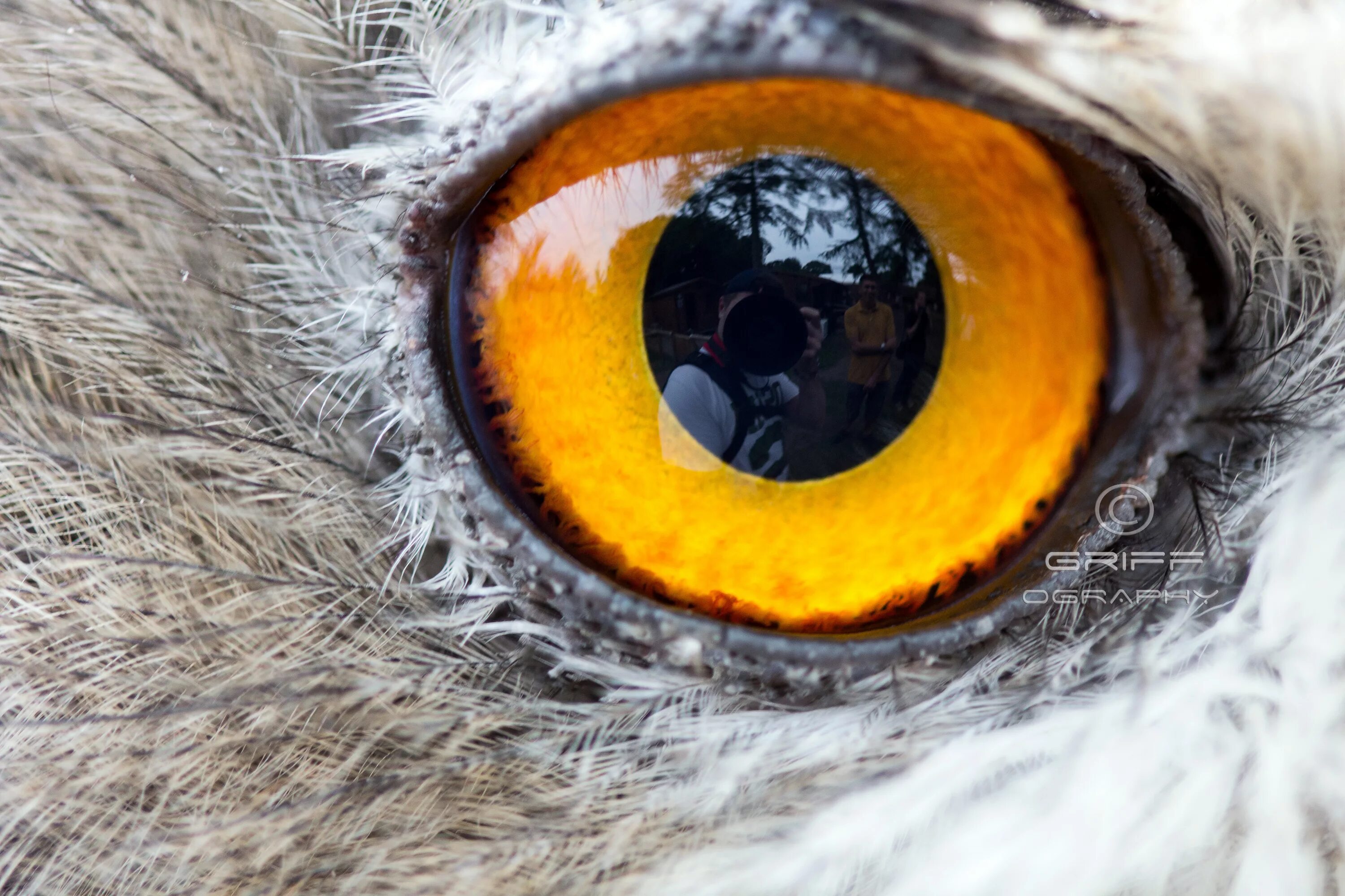 Птичьи глазки. Глаза Совы. Необычные глаза животных. Глаза хищных птиц. Орлиный глаз.