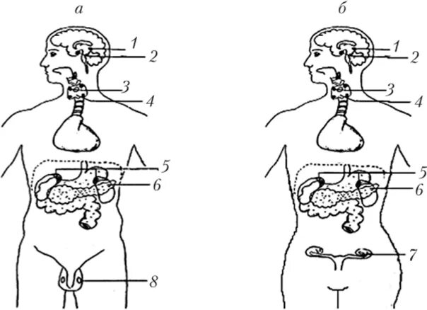 Железы эндокринной системы схема. Эндокринные железы человека схема. Эндокринная система рисунок с подписями. Эндокринная система человека схема без подписей.