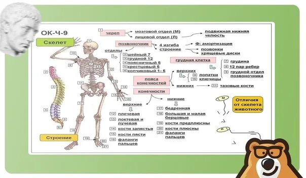 Формирование скелета растения. Опорная схема скелета. скелет человека для огэ по биологии. конспект по биологии скелет. строение скелета человека егэ биология.