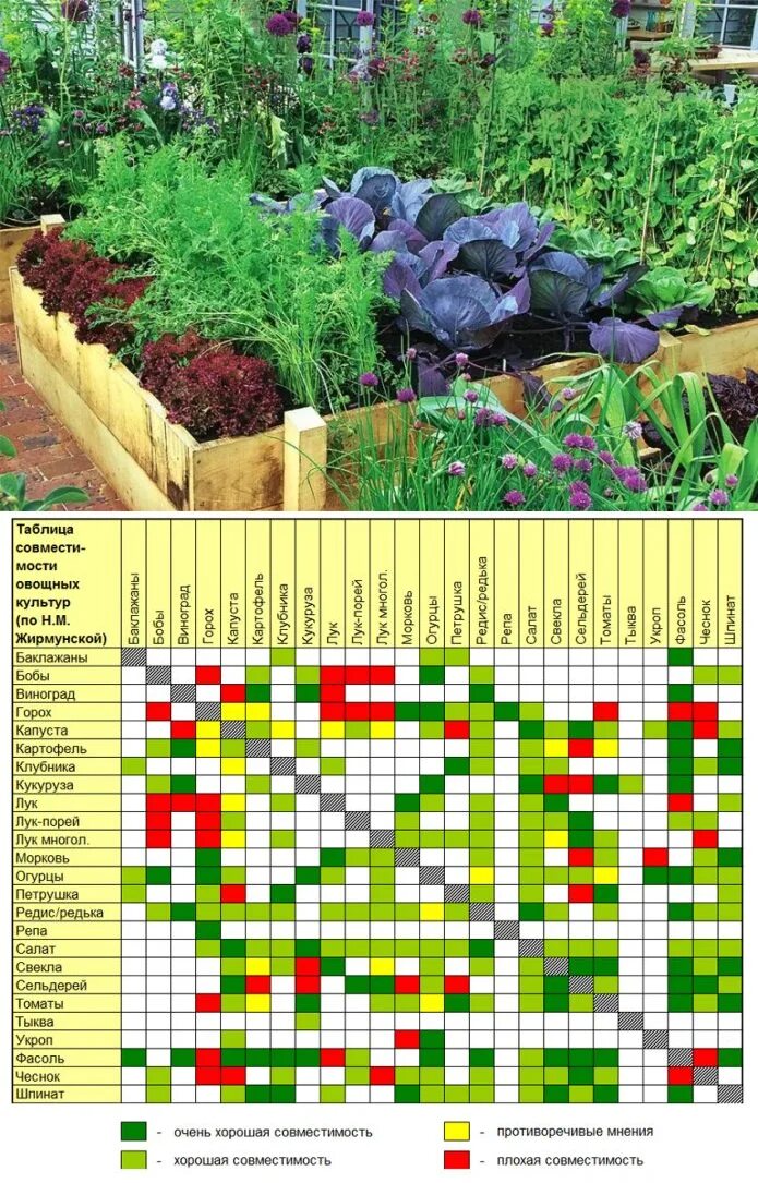 Какие культуры можно сажать рядом. Соседство овощей на грядках в огороде таблица. Таблица смешанной посадки овощей. Таблица смешанных посадок овощей на огороде таблица. Совместимость посадок овощей на грядках таблица.