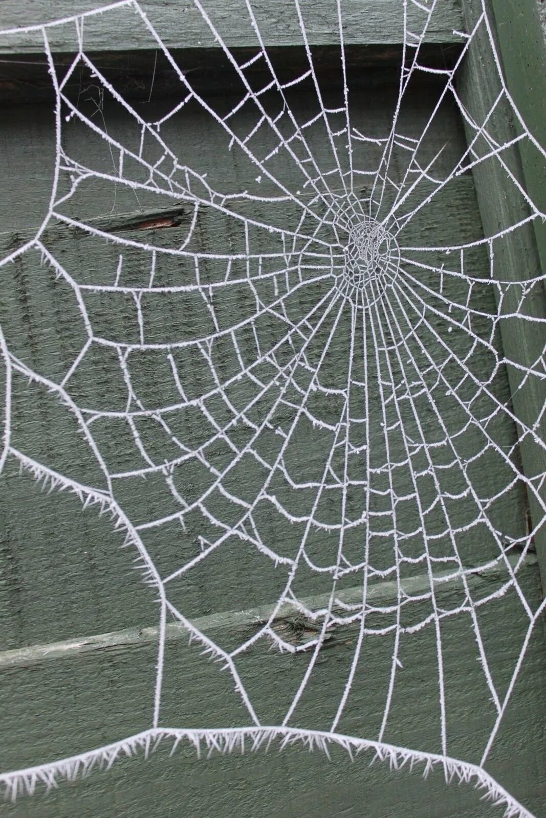Фото паутины человека паука. Spider man паук на паутине. паутина с пауком человек паук. паутина арт. паутина из человека паука.