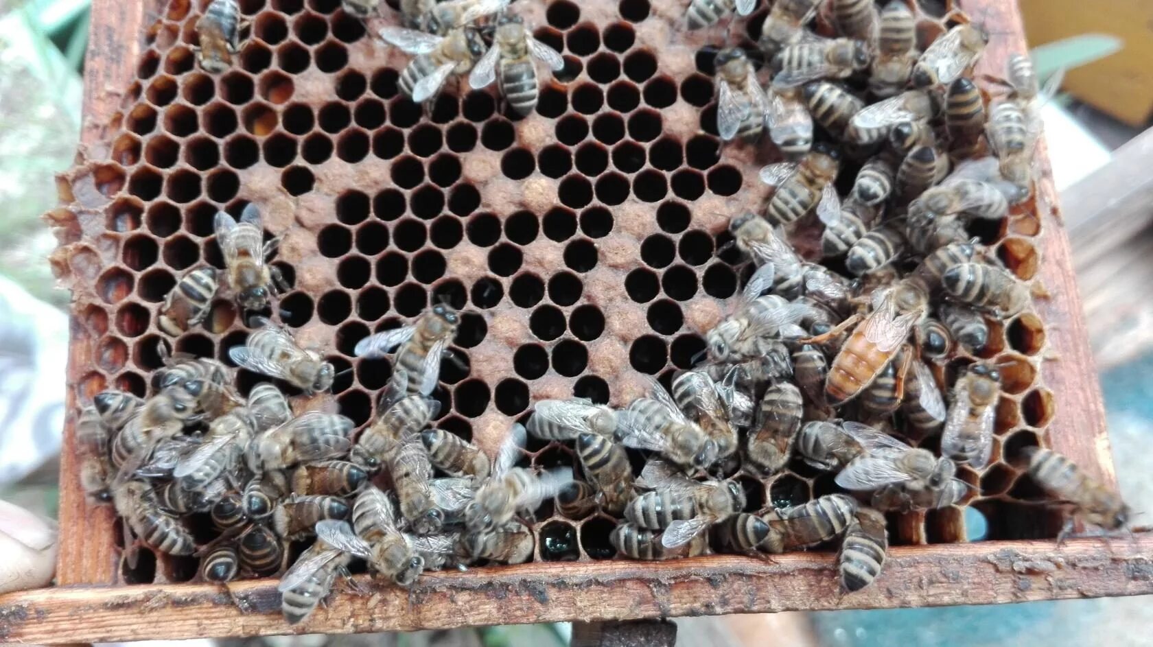 Пчелиная фабрика. Пчелопакеты в Карачаево Черкесии.. Сетка на пчелопакете. Пчелопакеты 2024 в краснодарском крае купить