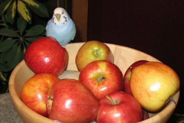 Можно попугаям яблоко. Попугай и яблоко. Волнистое яблоко. Яблоки для волнистого попугая. Яблоко попугаю волнистому.