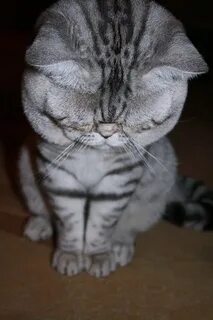 Котик извиняется