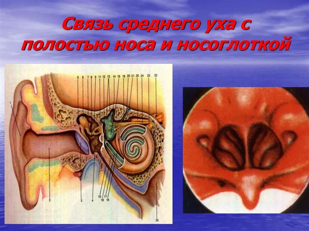 Евстахиева труба внутреннее ухо. Евстахиева труба и носоглотка. Евстахиева труба среднее ухо. Соединение среднего уха с носоглоткой. Среднее ухо и носоглотка.