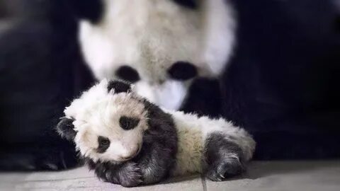 Pandas объединить