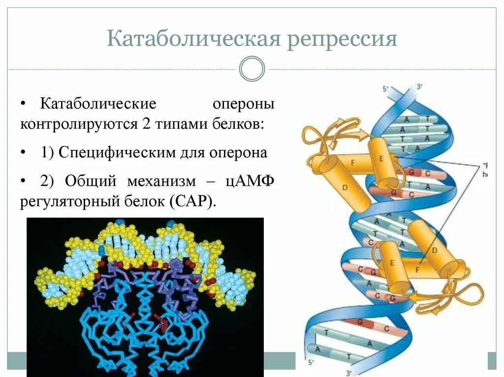 2 типа белков