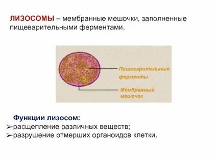Лизосома это мембранный органоид