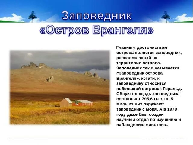 Заповедник остров врангеля 2 класс. Рассказ о заповеднике остров Врангеля. Остров Врангеля заповедник территория. Остров Врангеля сообщение. Заповедник остров Врангеля 4 класс.