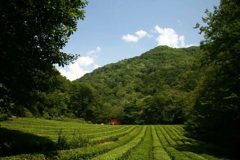 чайные плантации как добраться. сочи чайная плантация в мацесте. мацестинская чайная плантация сочи. сочи чайная плантация в мацесте. чайные плантации как добраться.