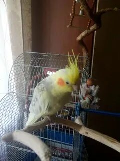 Отдать кореллу