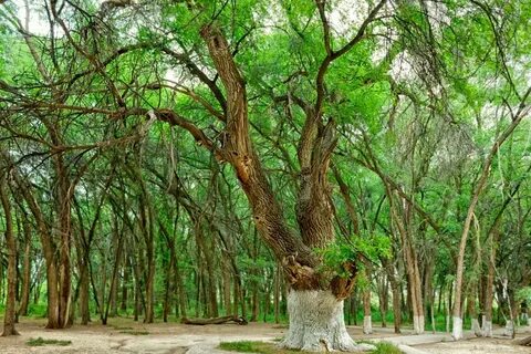 Орыс ауылының жезөкшелерінің суреттері