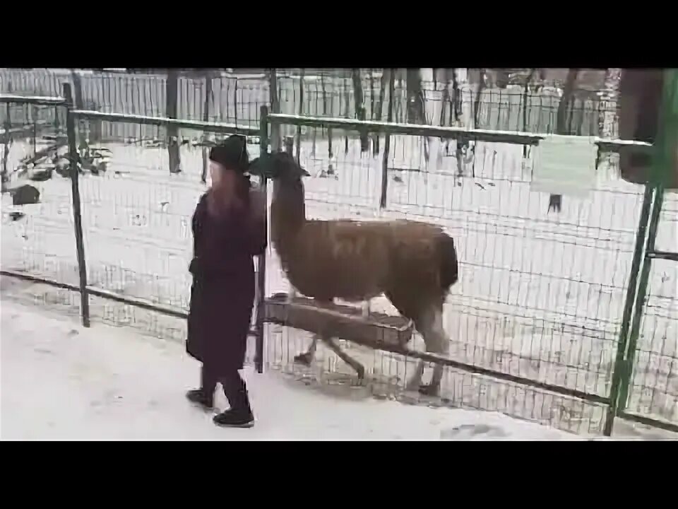 Лама плюется в лицо. Козел который орал как человек. Лама плюется через дорогу. Плевок ламы. Козел плюется и ругается.